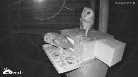 North Carolina Barn Owls Live Cam - Jul 10, 2026, 5:01am EDT