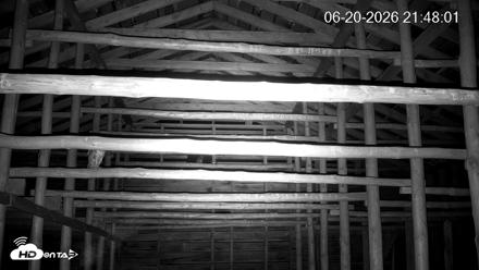 North Carolina Barn Owls Live Cam - Jun 20, 2026, 9:48pm EDT