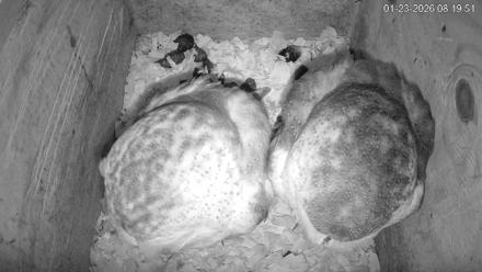 North Carolina Barn Owls Live Cam - Jan 23, 2026, 8:20am EST