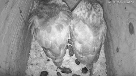 North Carolina Barn Owls Live Cam - Jan 29, 2026, 11:10am EST