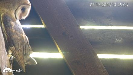 North Carolina Barn Owls Live Cam - Jul 17, 2026, 2:26pm EDT