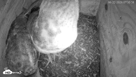 North Carolina Barn Owls Live Cam - Jun 22, 2026, 7:31am EDT