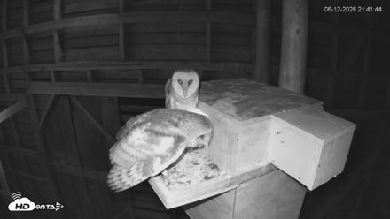 North Carolina Barn Owls Live Cam - Jun 12, 2026, 9:42pm EDT