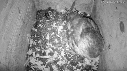 North Carolina Barn Owls Live Cam - Mar 13, 2026, 9:34pm EDT
