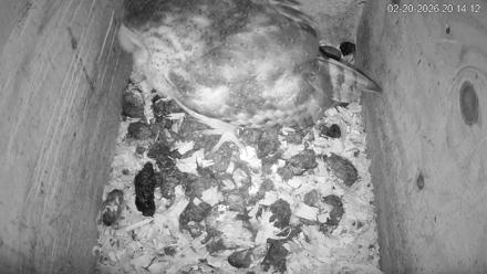 North Carolina Barn Owls Live Cam - Feb 20, 2026, 8:14pm EST