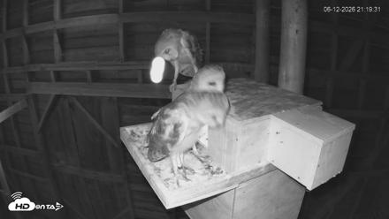 North Carolina Barn Owls Live Cam - Jun 12, 2026, 9:20pm EDT