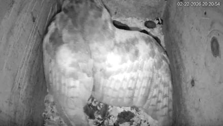 North Carolina Barn Owls Live Cam - Feb 22, 2026, 8:21pm EST