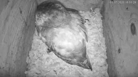 North Carolina Barn Owls Live Cam - Jan 17, 2026, 6:02pm EST