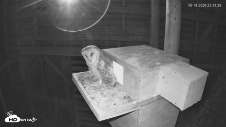 North Carolina Barn Owls Live Cam - Jun 18, 2026, 11:39pm EDT