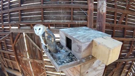 North Carolina Barn Owls Live Cam - Apr 9, 2026, 11:02am EDT
