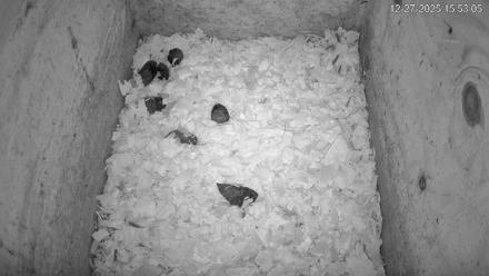 North Carolina Barn Owls Live Cam - Dec 27, 2025, 3:53pm EST