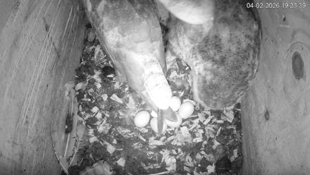 North Carolina Barn Owls Live Cam - Apr 2, 2026, 7:24pm EDT