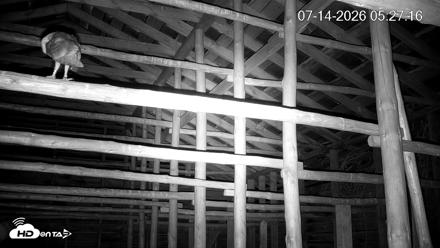 North Carolina Barn Owls Live Cam - Jul 14, 2026, 5:27am EDT