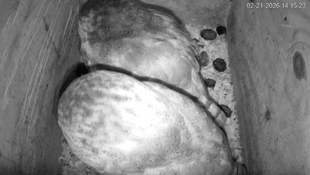 North Carolina Barn Owls Live Cam - Feb 21, 2026, 2:16pm EST