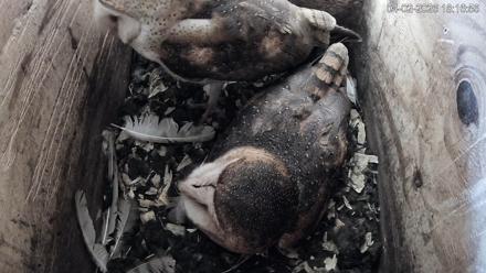 North Carolina Barn Owls Live Cam - Apr 2, 2026, 6:17pm EDT