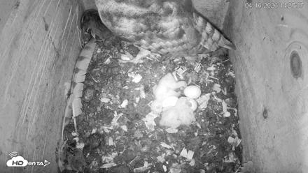 North Carolina Barn Owls Live Cam - Apr 16, 2026, 2:30pm EDT