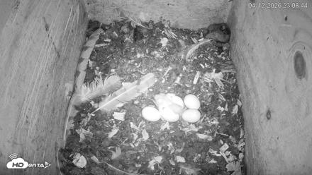 North Carolina Barn Owls Live Cam - Apr 12, 2026, 11:09pm EDT
