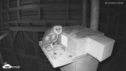 North Carolina Barn Owls Live Cam - Jun 10, 2026, 9:59pm EDT