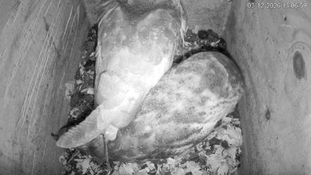 North Carolina Barn Owls Live Cam - Mar 12, 2026, 1:07pm EDT