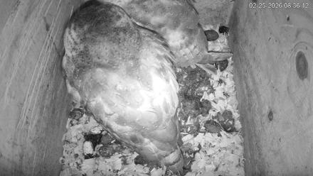North Carolina Barn Owls Live Cam - Feb 25, 2026, 8:36am EST