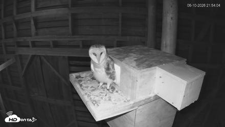 North Carolina Barn Owls Live Cam - Jun 10, 2026, 9:54pm EDT