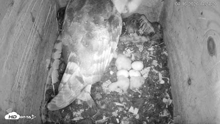 North Carolina Barn Owls Live Cam - Apr 16, 2026, 2:25pm EDT