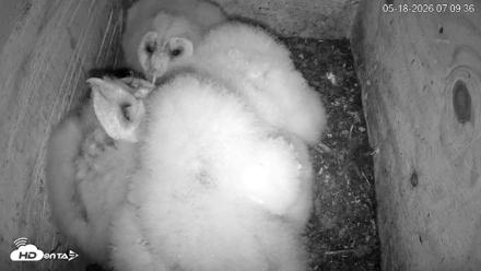 North Carolina Barn Owls Live Cam - May 18, 2026, 7:10am EDT