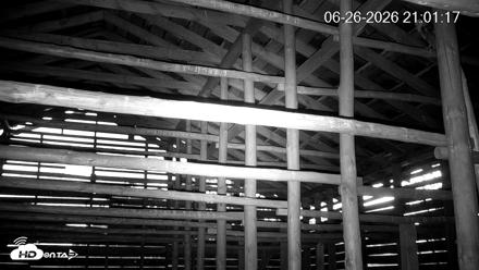 North Carolina Barn Owls Live Cam - Jun 26, 2026, 9:03pm EDT