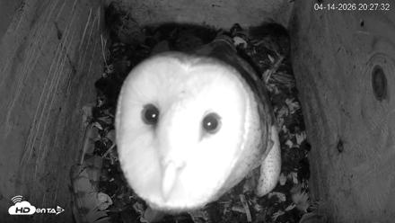 North Carolina Barn Owls Live Cam - Apr 14, 2026, 8:28pm EDT