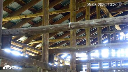 North Carolina Barn Owls Live Cam - May 8, 2026, 1:21pm EDT