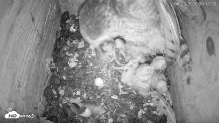 North Carolina Barn Owls Live Cam - Apr 23, 2026, 12:13am EDT