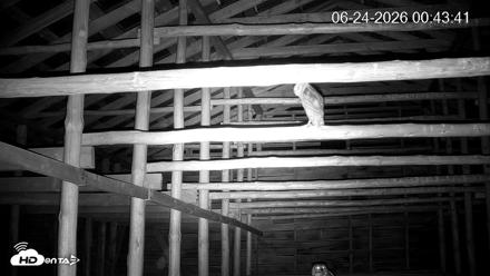 North Carolina Barn Owls Live Cam - Jun 24, 2026, 12:46am EDT