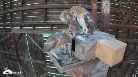 North Carolina Barn Owls Live Cam - Jun 15, 2026, 8:40pm EDT