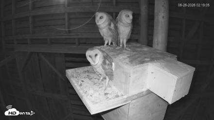 North Carolina Barn Owls Live Cam - Jun 26, 2026, 2:19am EDT