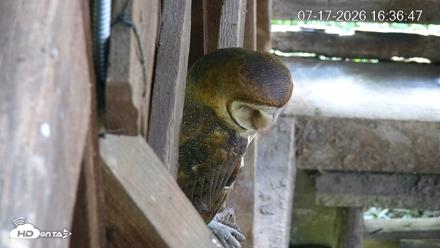 North Carolina Barn Owls Live Cam - Jul 17, 2026, 4:37pm EDT