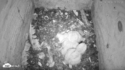 North Carolina Barn Owls Live Cam - Apr 24, 2026, 9:37pm EDT