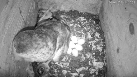 North Carolina Barn Owls Live Cam - Apr 1, 2026, 9:27pm EDT