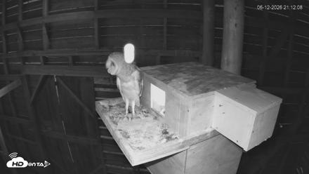North Carolina Barn Owls Live Cam - Jun 12, 2026, 9:13pm EDT