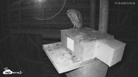 North Carolina Barn Owls Live Cam - Jul 5, 2026, 3:54am EDT