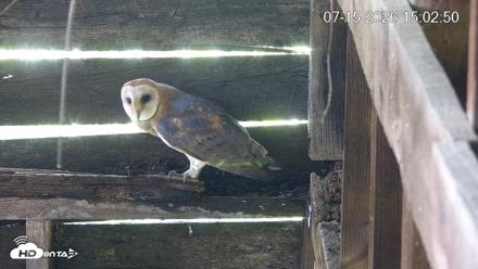 North Carolina Barn Owls Live Cam - Jul 15, 2026, 3:03pm EDT