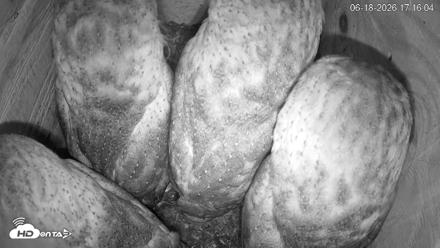 North Carolina Barn Owls Live Cam - Jun 18, 2026, 5:16pm EDT