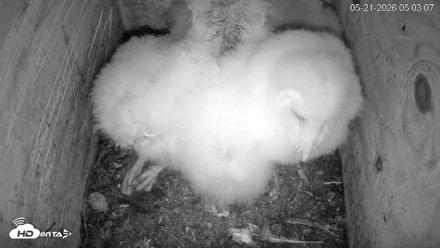 North Carolina Barn Owls Live Cam - May 21, 2026, 5:03am EDT