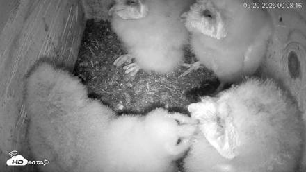 North Carolina Barn Owls Live Cam - May 20, 2026, 12:09am EDT