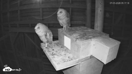North Carolina Barn Owls Live Cam - Jul 3, 2026, 5:18am EDT