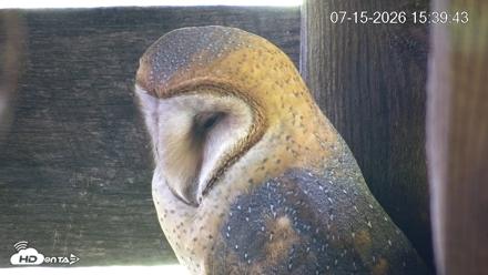 North Carolina Barn Owls Live Cam - Jul 15, 2026, 3:40pm EDT