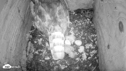 North Carolina Barn Owls Live Cam - Apr 18, 2026, 1:07pm EDT