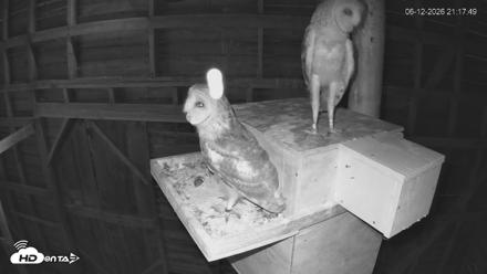 North Carolina Barn Owls Live Cam - Jun 12, 2026, 9:18pm EDT