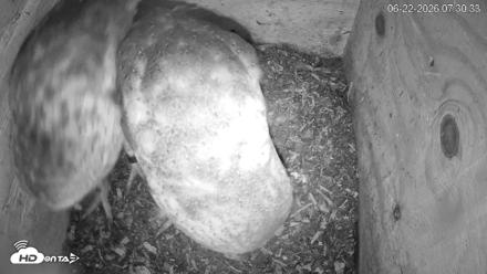 North Carolina Barn Owls Live Cam - Jun 22, 2026, 7:31am EDT
