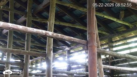 North Carolina Barn Owls Live Cam - May 22, 2026, 8:53am EDT