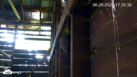 North Carolina Barn Owls Live Cam - Jun 29, 2026, 5:38pm EDT